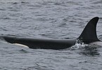 Killer Whale photographed in Ocraquoy Bay, below Glover Lodges.  Photo by Marie Petit.