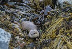 Otter photographed below Glover Lodges at Ocraquoy.  Photo by Marie Petit.